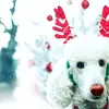 Christmas Dog