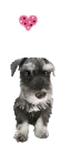 CUTE PUPPY