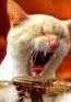 cat playing guitar