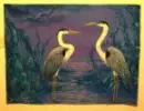 birds