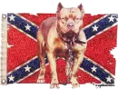 Pitbull Dixie