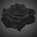 black rose