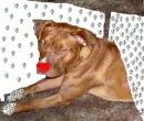 Bling dog