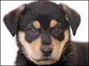 Puppy banner