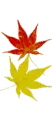 maple leafs
