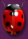 ladybird