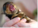 baby Rottie