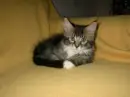 cute kitten