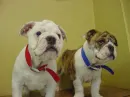 Bull dog pups