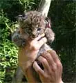 Bobcat kitten