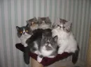 Cute persians