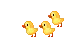 birds