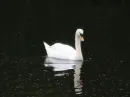 Swan