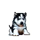 Husky Pup