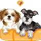 Dogs