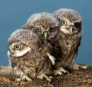 Owls