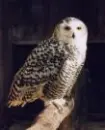 owl