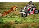 Lion and Zebra