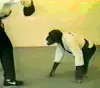karatechimp