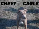 PITTBULL