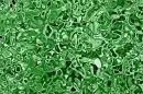 green slime