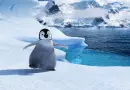 happy feet
