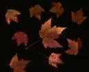 leaves