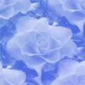 Blue Rose