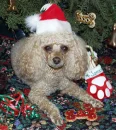 Poodle Christmas