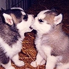 Cute puppies
