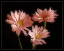 have a beautiful week