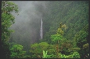 rainforest