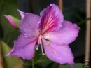 bauhinia variegata