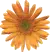 Orange Flower