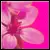 Pink Flower