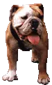 bulldog