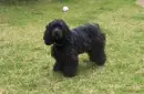Bailey
