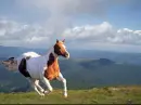 Horsie