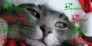Christmas Cat Contact Table