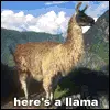 llama