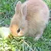 Bunnie