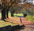 falls tree's