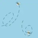 Bees bkg