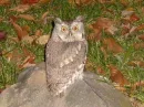 CUTE OWL PIC