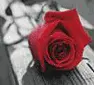 rose