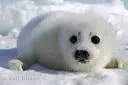cutie seal