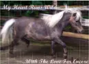 miniature horse