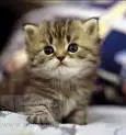 Kitten