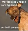 evil dog