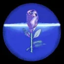 IrridescentBlueRose